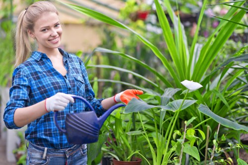 Professional hedge trimming in a Seven Kings garden