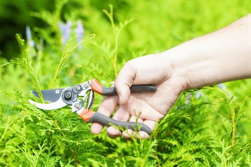 Lawn care and hedge trimming in a Seven Kings residential garden