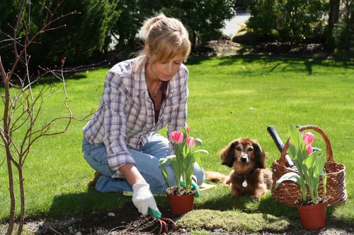 Pruning and shrub care by a local Seven Kings gardener